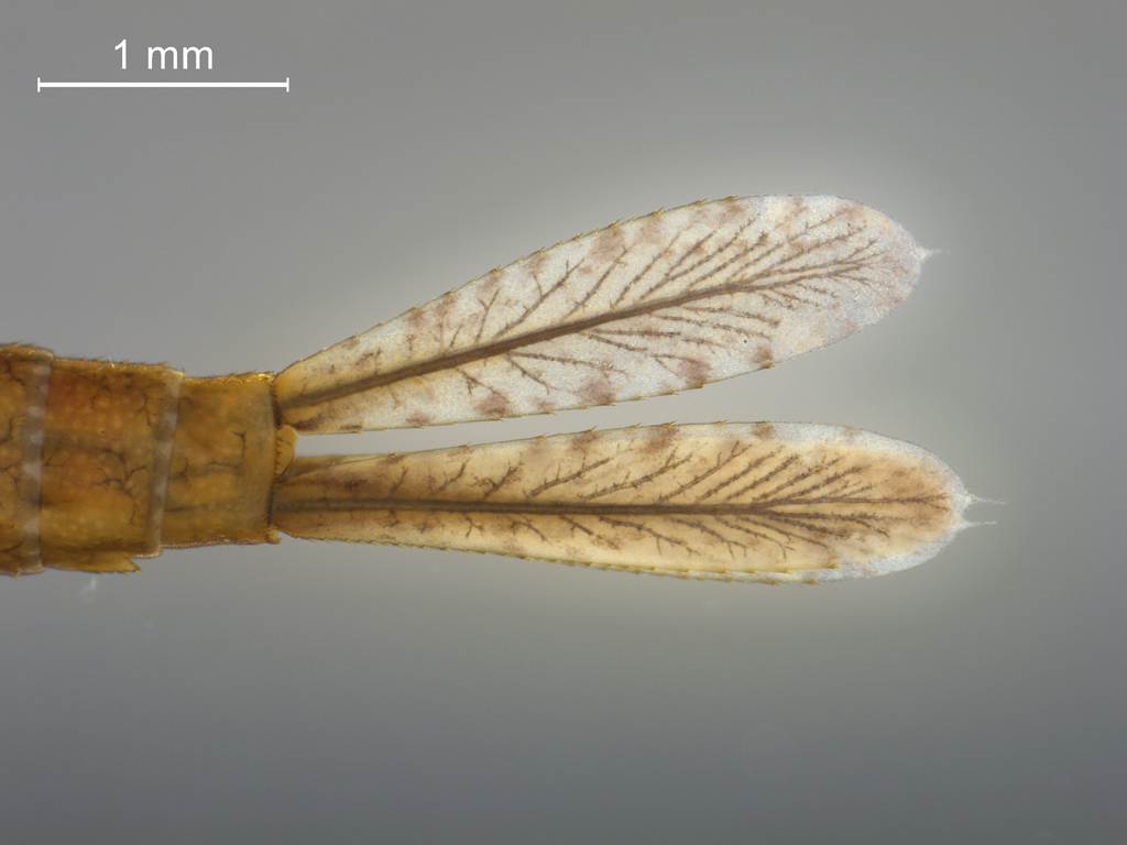 Nehalennia speciosa